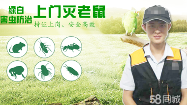 除虫除蚁 除鼠除虫除蚁提供灭跳蚤、除螨、灭蚂蚁服务