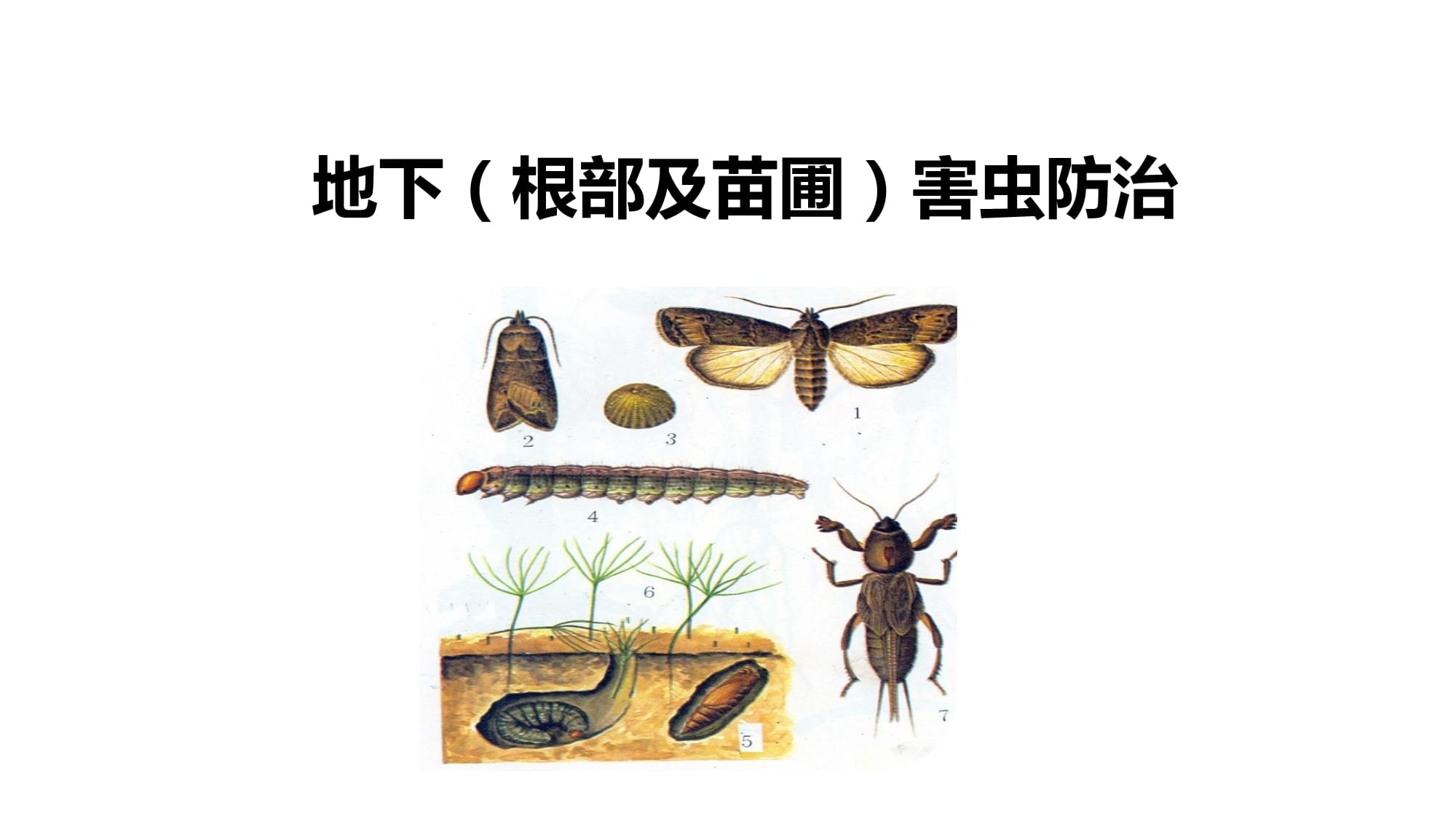 林木常见虫害的识别与防治-地下害虫的识别与防治(林业有害生物控制技术)